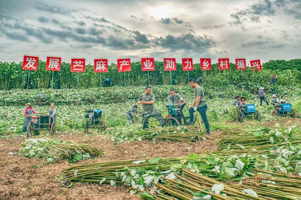 苎麻丰收场景。林仁荣摄
