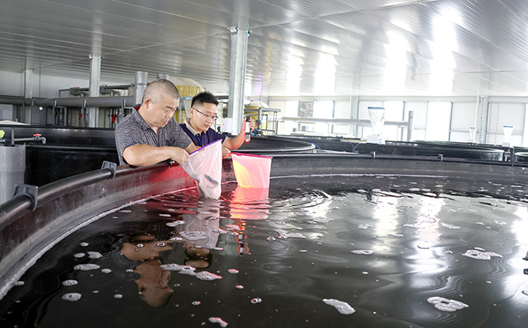 工人正在查看对虾生长情况。绵竹市融媒体中心供图