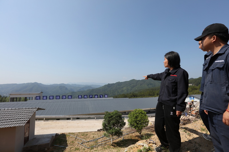 棉麻集團舊院黑雞核心育種場。馬發海攝