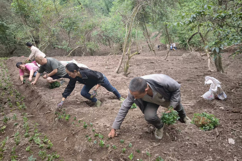 村民正在种植黄连。北川县委宣传部供图