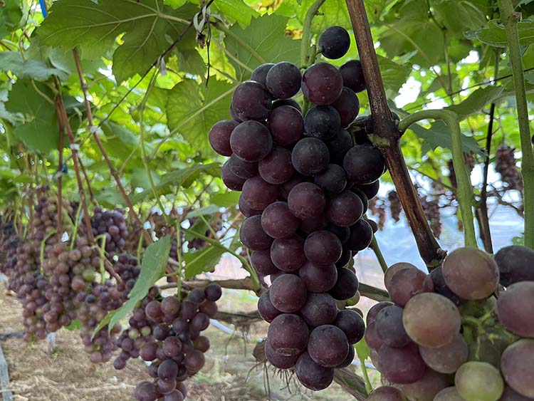 成熟的葡萄。翠屏区融媒体中心供图