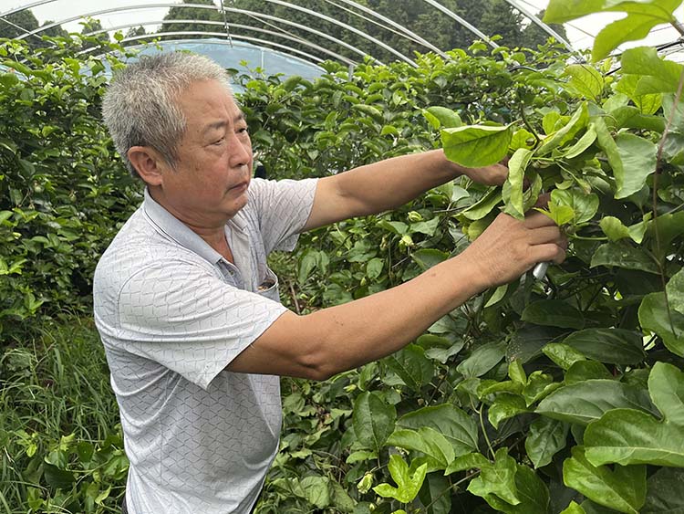 果农为百香果修枝。翠屏区融媒体中心供图
