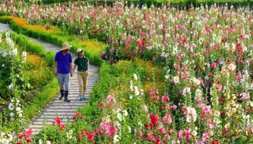 成都金堂：聯動“世園會” 一朵蜀葵花帶動游客來