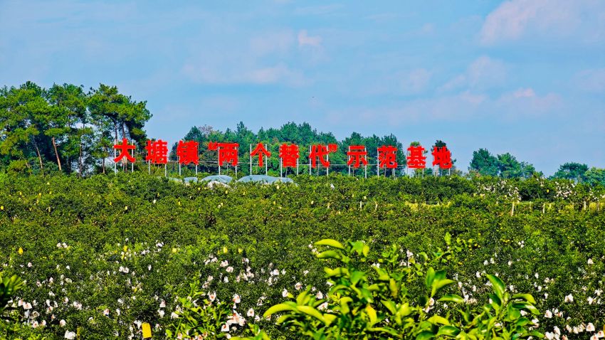 “两个替代”柑橘种植基地。蒲江县委宣传部供图