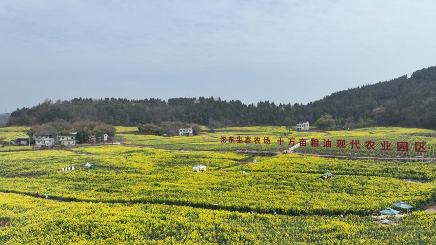 簡陽市沱東生態農場糧油大地景觀圖。簡陽市農業農村局供圖