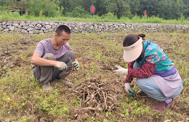 村民采收芍药。刘旭供图
