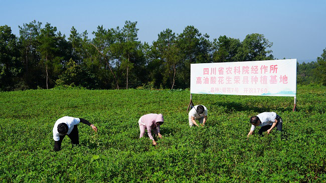 高油酸花生基地。徐振宇供图