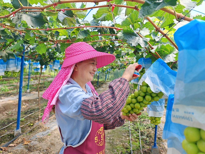 撒莲镇海塔村番茄阳光玫瑰葡萄丰收。米易县融媒体中心供图