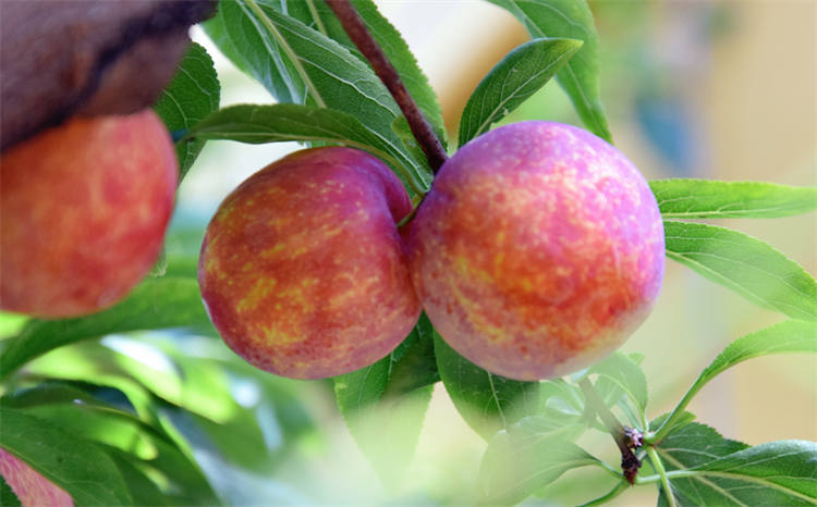 “红蜂”脆李。茂县融媒体中心供图