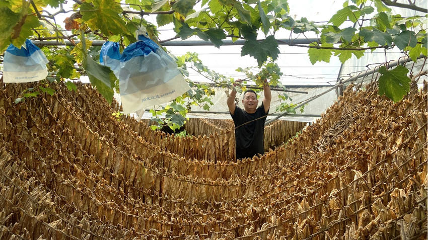 高建涛在葡萄架下查看“德雪一号”的晾制情况。绵竹市烟草专卖局供图