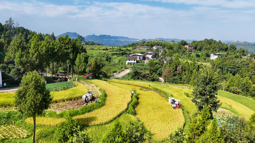 8月14日，四川省平昌县土垭镇石峰村水稻收割现场。张书浩供图