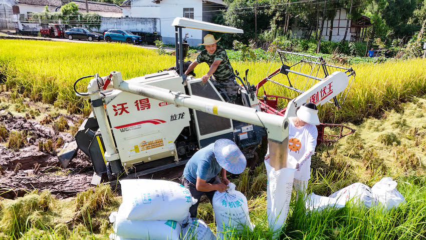 村民们正在装袋、打包。张书浩供图