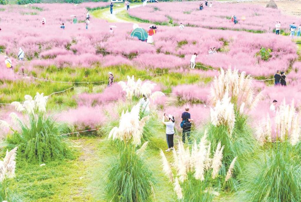 花卉产业绽放公园城市