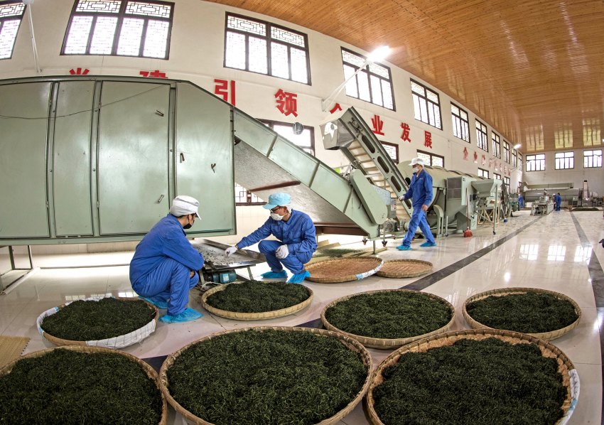 生产车间工人正在制茶。高县融媒体中心供图