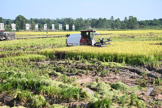 水稻机收现场。荣县融媒供图