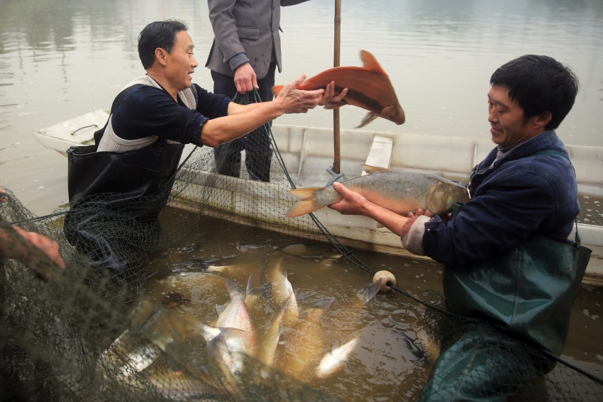 李申學養殖的胭脂魚等特種魚類。江北鎮政府供圖