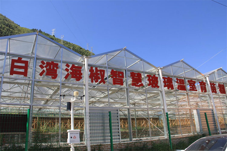 白湾海椒智慧玻璃温室育苗园一角。王绍鹏供图