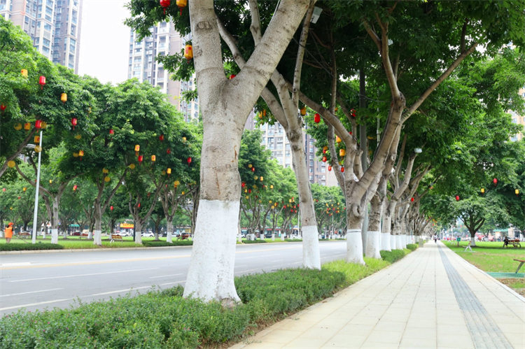 整治后的德阳珠江东路。蔡伟摄