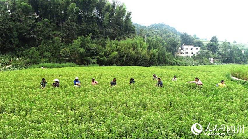 8月，古藺縣黃荊鎮香楠村，村民正在採摘趕黃草。張磊攝