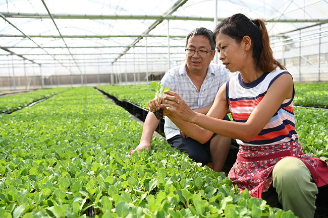 技术人员苗床指导。蒋兵供图