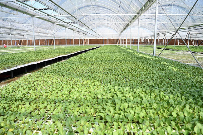 长势正好的菜苗。蒋兵供图