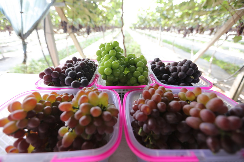 葡萄盈籃 馬發海攝