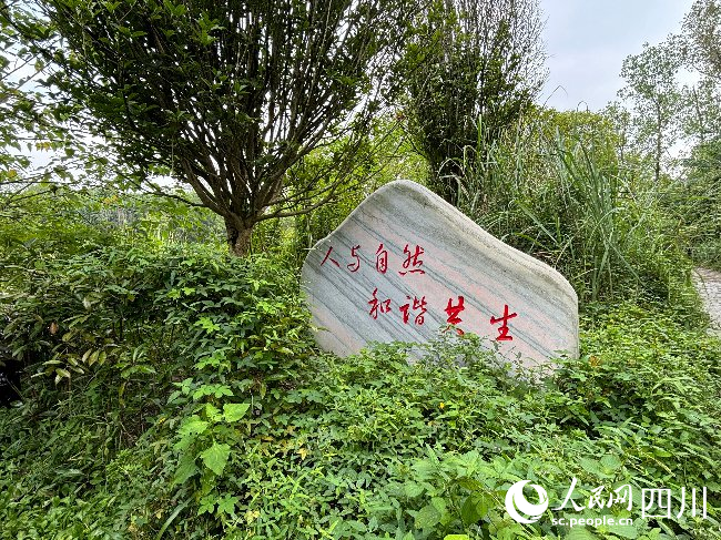 云桥湿地内的石碑。实习生 李铭枫摄