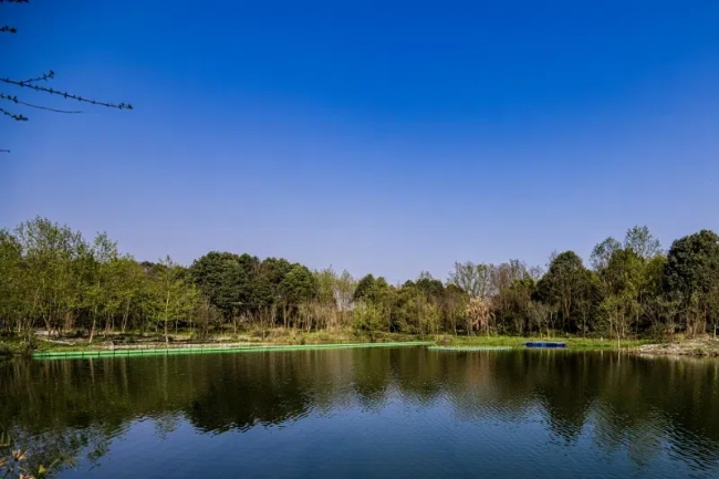 云桥湿地实景。主办方供图