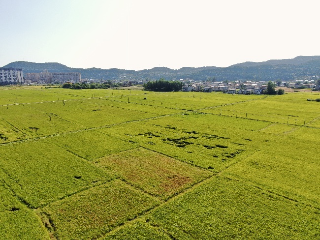 四川武引灌区“丰”景如画。四川省武都引水工程运管中心供图