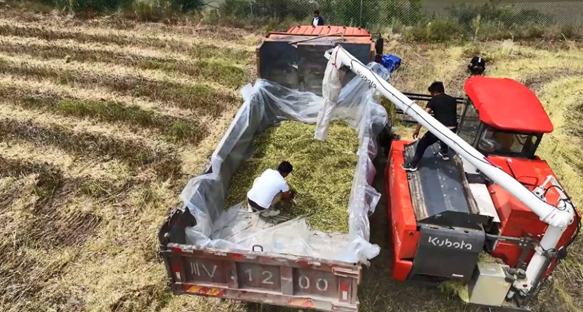 收割的油菜正在装车。新龙县委宣传部供图