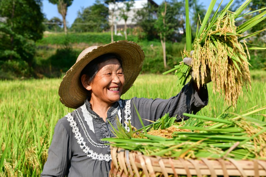 水稻丰收村民笑开颜。阆中市委宣传部供图