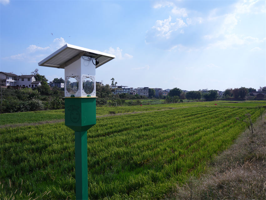 田间安装的风吸式物联网杀虫灯。王伟供图