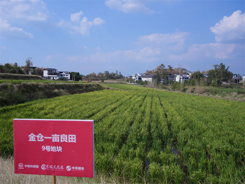 中稻收割后蓄留的再生稻长势良好，将再次迎来收获。王伟供图