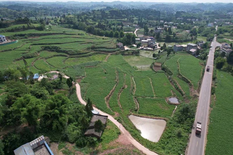 蓬南鎮三台村川白芷種植基地。受訪者供圖