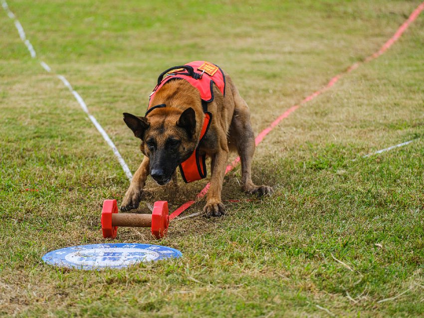 一條搜救犬正在指揮服從比武中進行啞鈴銜取競賽。程雪力攝