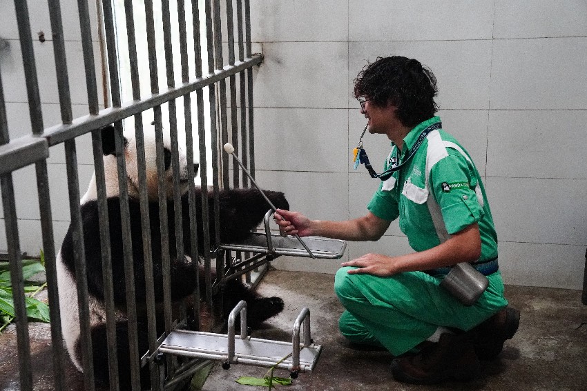 香港海洋公園飼養員訓練大熊貓“可可”。中國大熊貓保護研究中心供圖