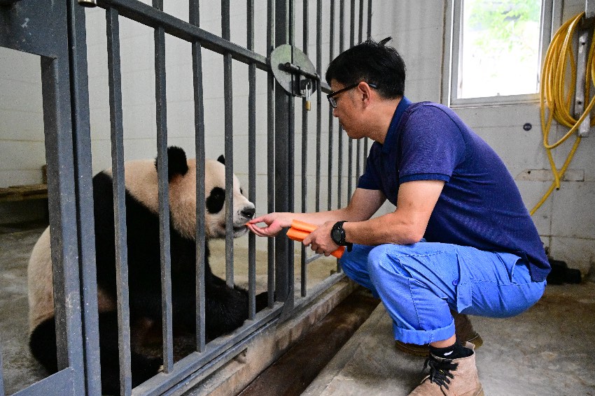 熊貓中心飼養員愛心飼喂大熊貓“安安”。中國大熊貓保護研究中心供圖