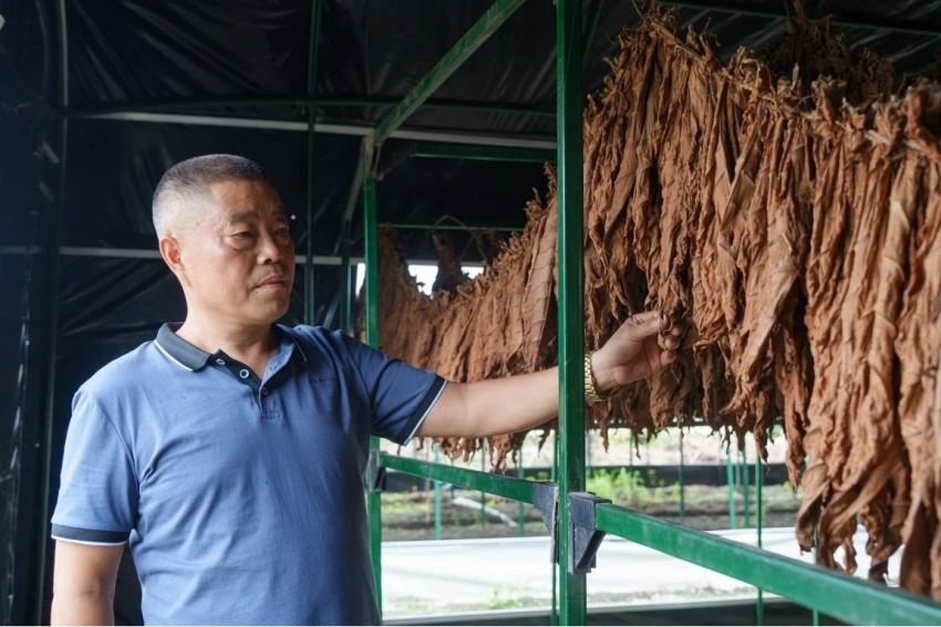 煙葉種植戶甘明福。什邡煙草供圖