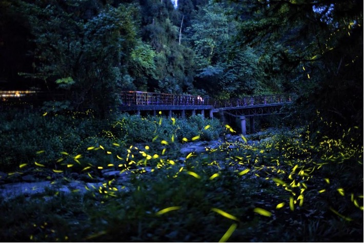 天台山螢火虫勝景。成都天台山旅游景區供圖