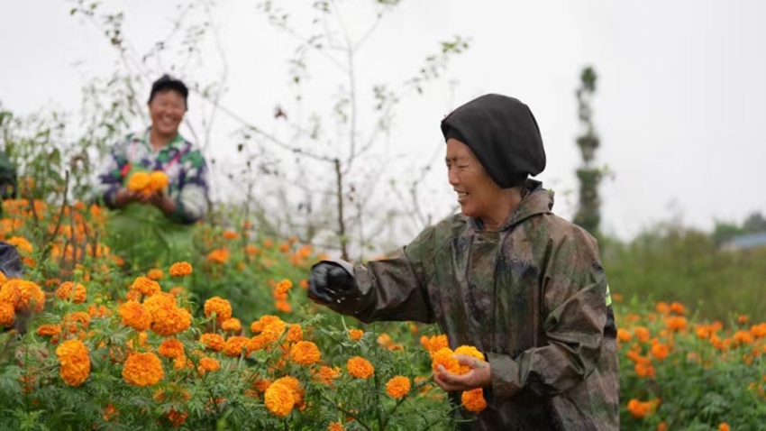 瀘定綠色生態的自然饋贈，吸引著各地游客。瀘定縣委宣傳部供圖