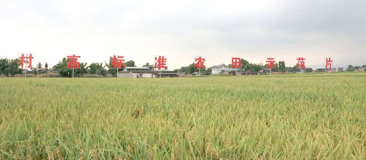 高标准农田示范区。绵竹市融媒体中心供图