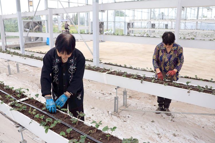 果蔬集约育苗。绵竹市融媒体中心供图