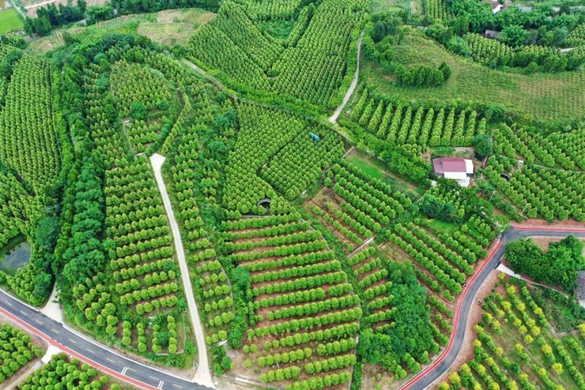 绿色桑山。姚阳摄