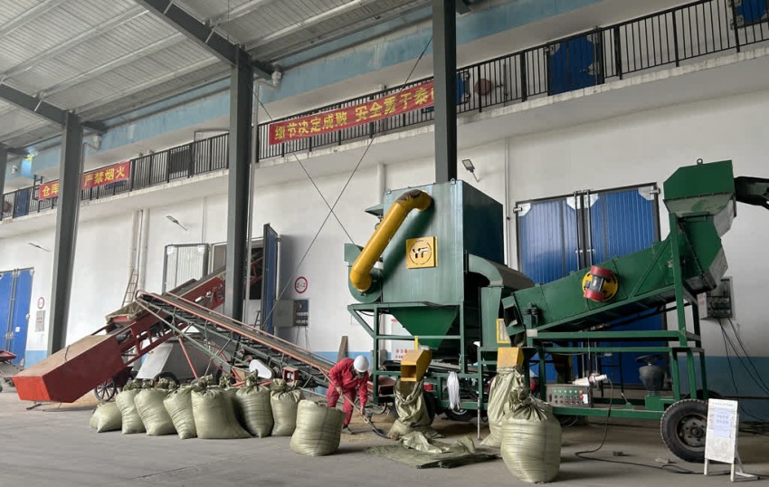 收购的稻谷屯放在仓库内。张凤莉、陈欣供图