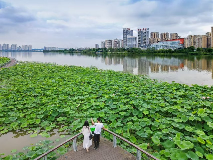 聖蓮島上游客觀賞荷花。宋敏攝