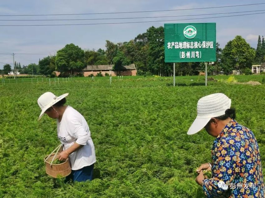 彭州川芎。工行成都分行供圖