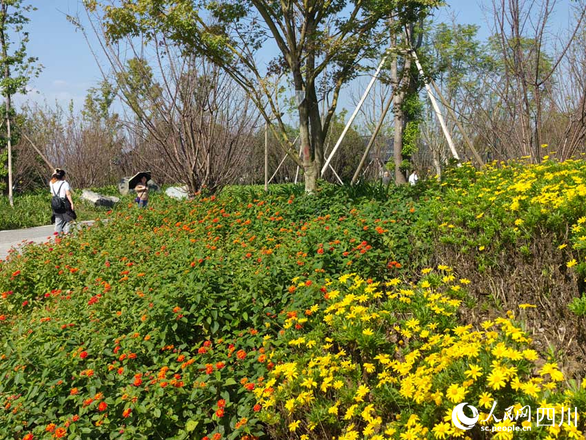 游客走入鮮花的海洋。人民網記者 劉海天攝