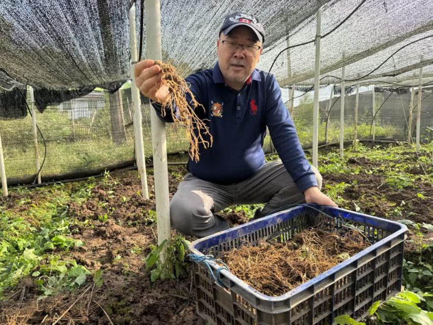 裘建华展示三七。陈欣、张凤莉供图