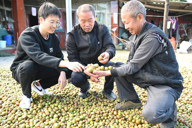 油茶收获。蒋兵供图