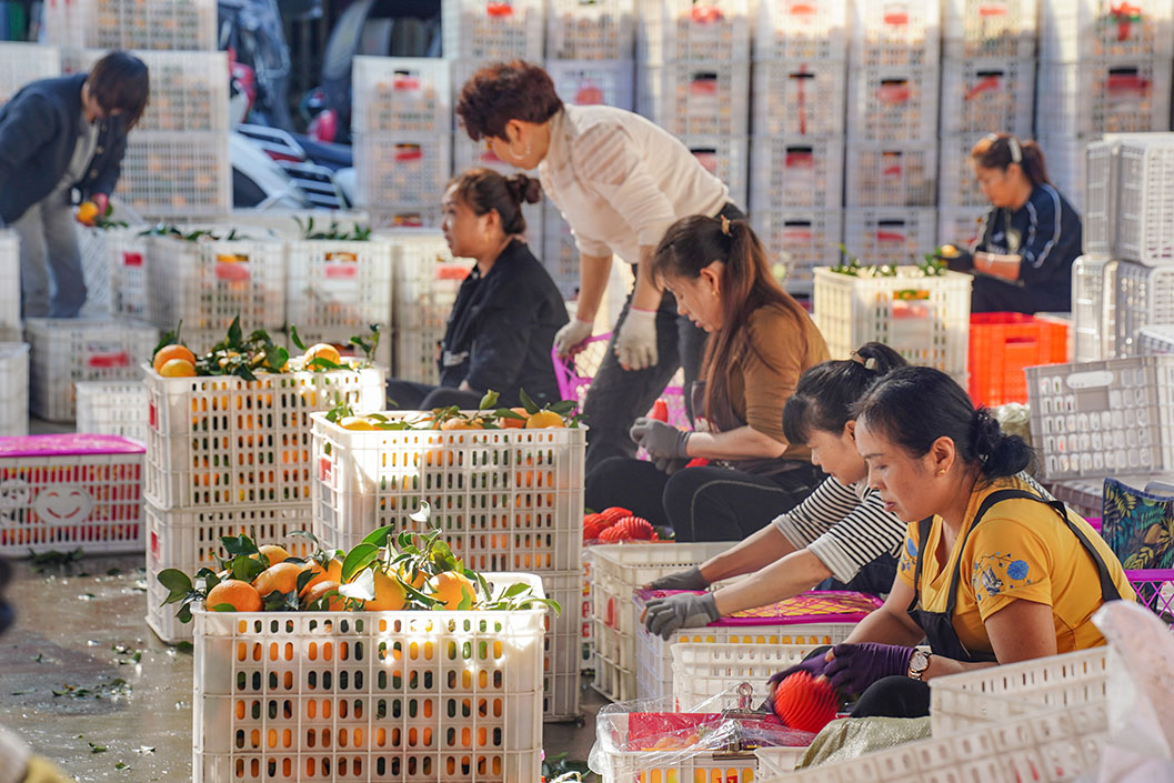 村民正在分拣、套袋爱媛果冻橙。翁光建摄